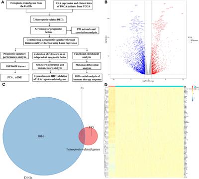 Construction of a ferroptosis-based prognostic model for breast cancer helps to discriminate high/low risk groups and treatment priority